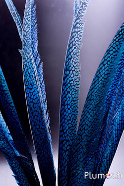 Faisan doré - 55-65 cm - turquoise